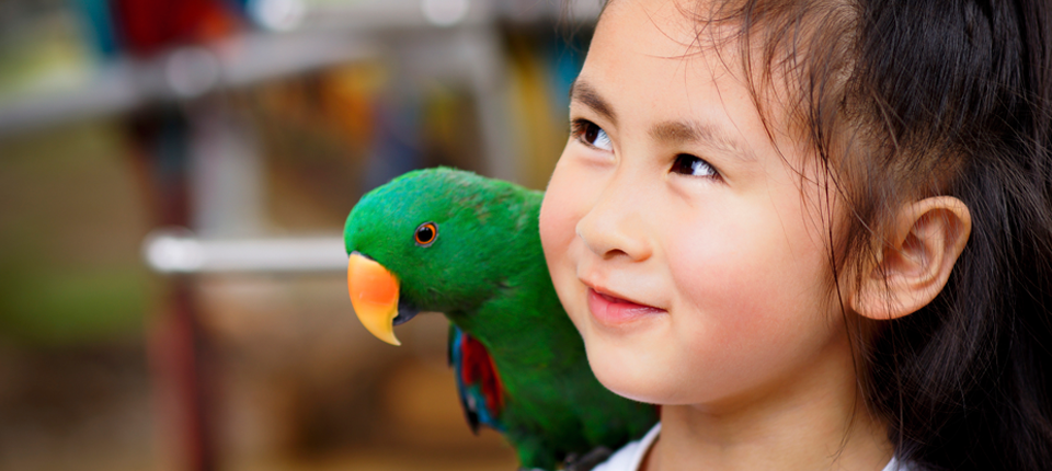 petfoodplus-bird-food