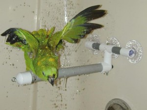 pollys shower perch